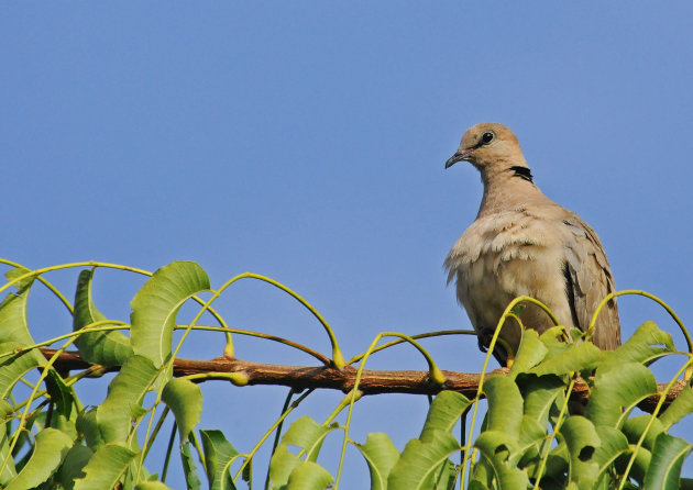 Ga op pad met een vogelgids!