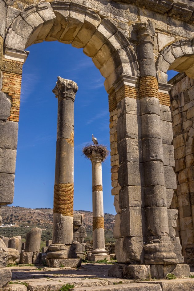 Voorjaar in Volubilis 