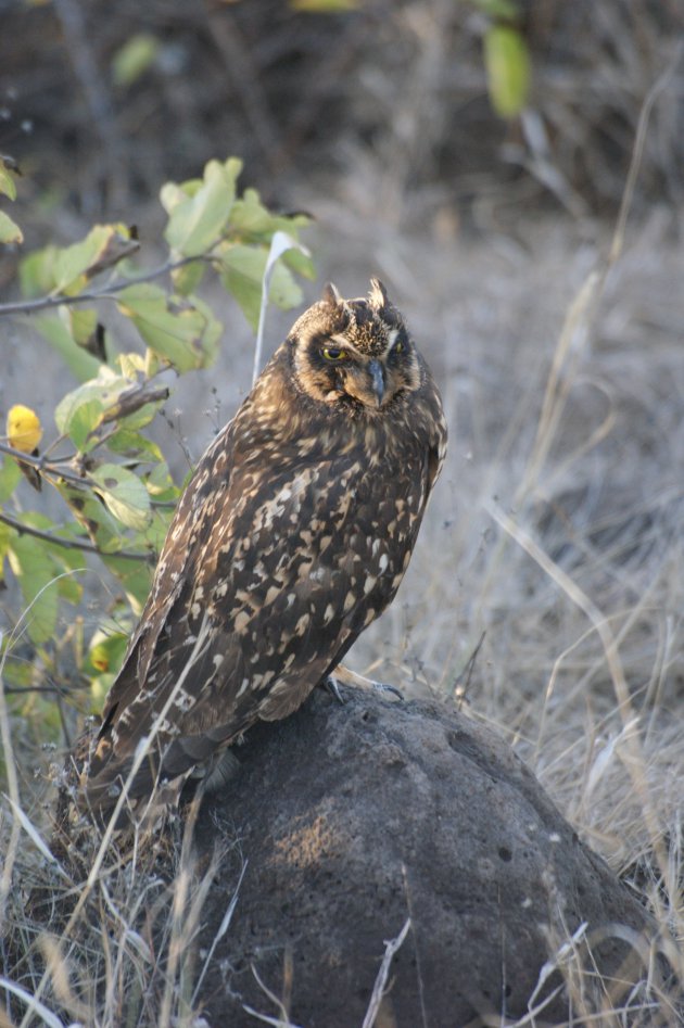 De galapagos velduil