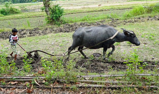 ploegen met de carabao