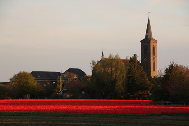 bollenvelden buiten de Keukenhof