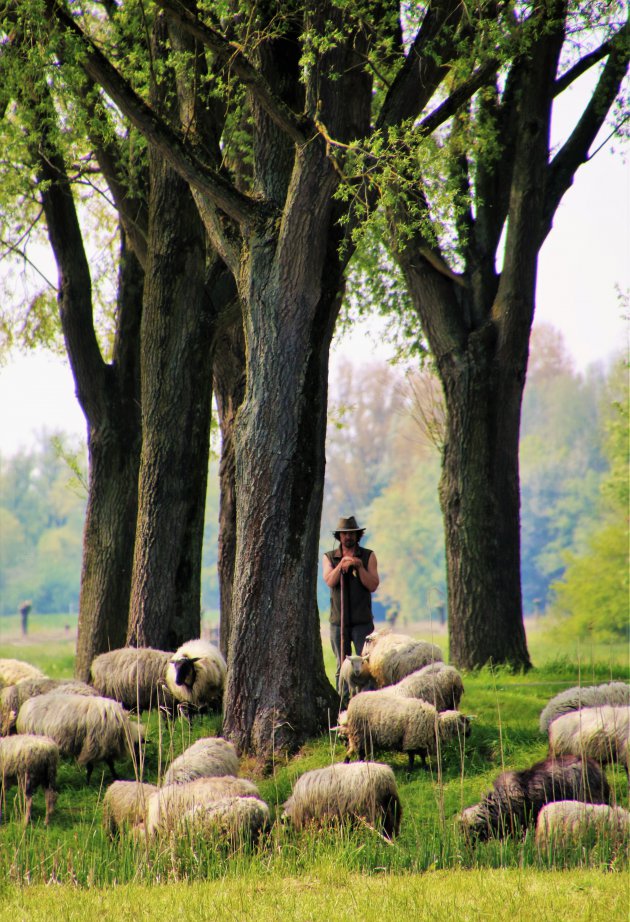 Schaapherder Biesbosch