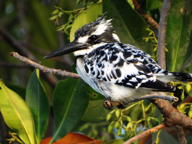 De bonte ijsvogel