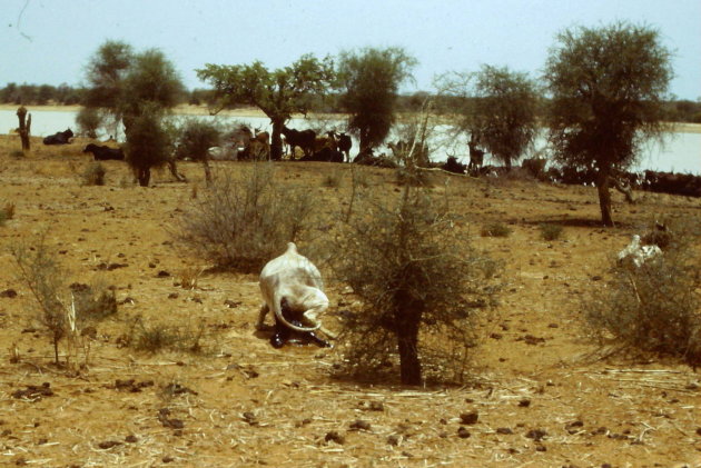 Geboorte van kalf