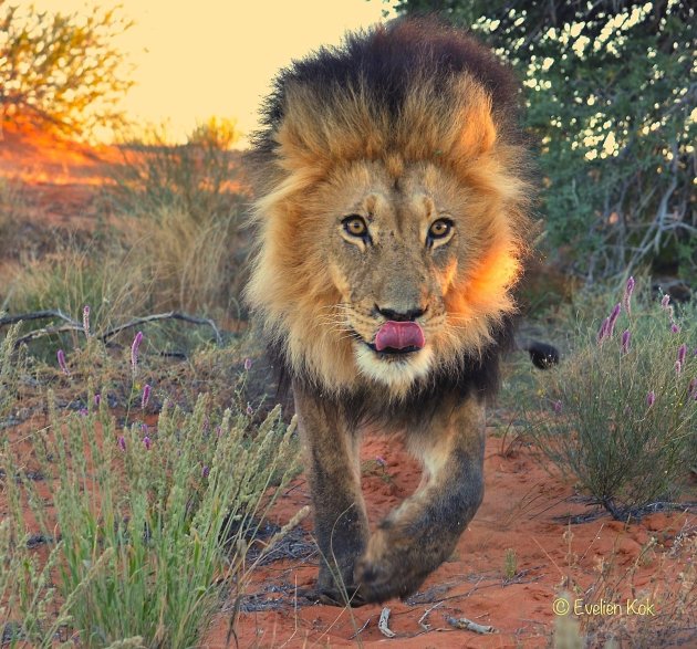 Kgalagadi king