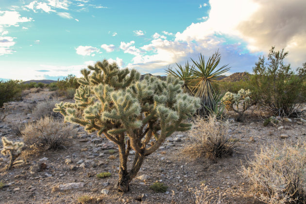 Joshua Tree N.P.