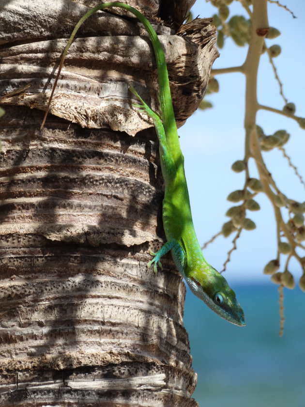 Anolis allisoni