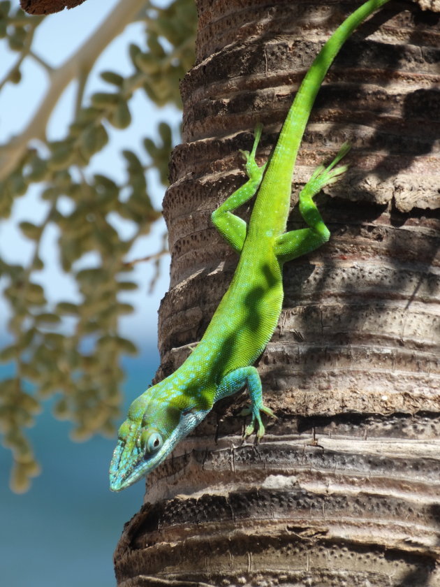 Anolis allisoni