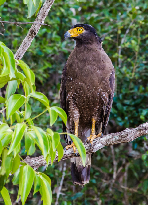 Roofvogel in Wilpattu N.P.