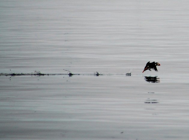 Lopen over water