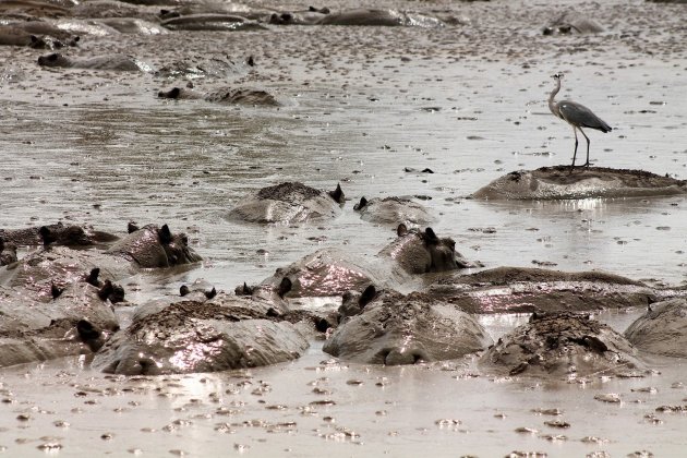 Moordende Modderpoel Vol Hippo's