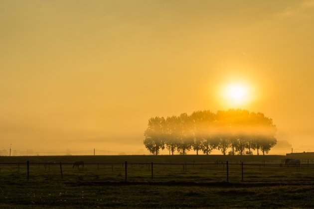 Een gouden winterochtend