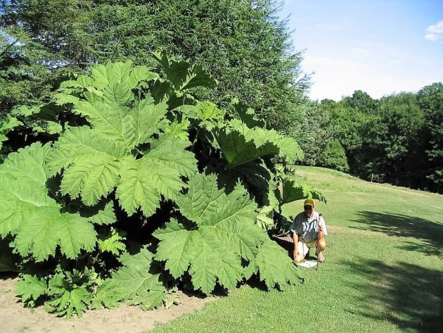 Botanische tuin Kolding