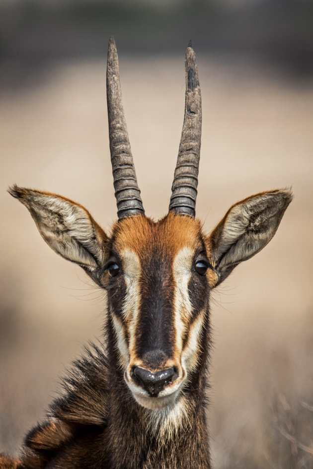 sabelantilope