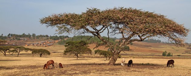 Acacia