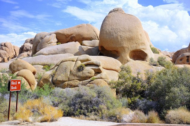 Joshua Tree NP