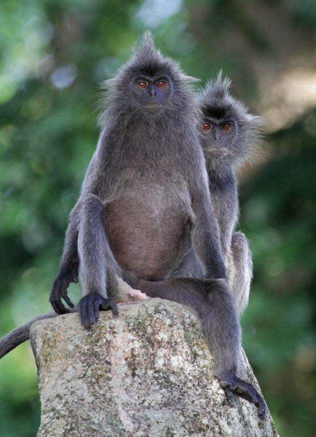 Eigenwijze silvered leaf monkeys