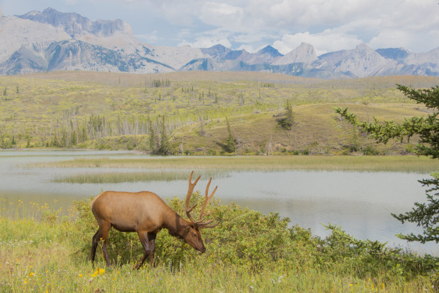 Wildlife @ Jasper National Park