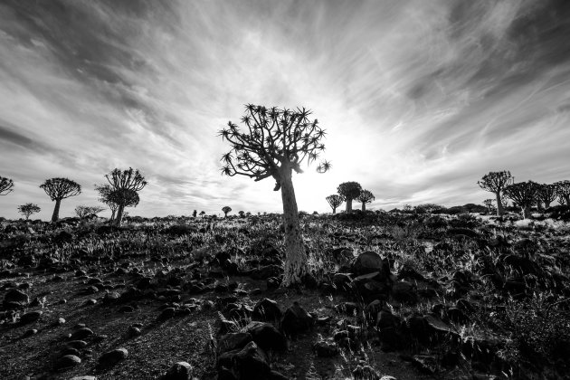 De unieke bomen op aarde bij Quiver Tree Forest, Africa