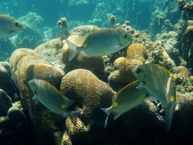 Gold saddle rabbitfish