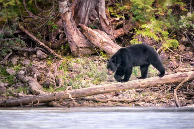 Blue River Safari