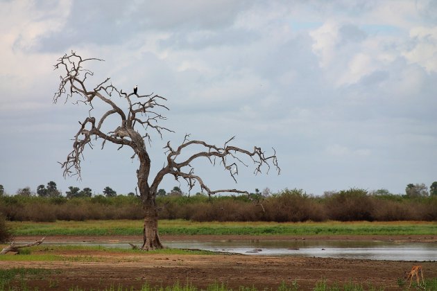 Dierenzoekplaatje in Selous Game Park