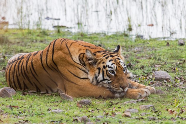 tijger aan Lake Todoba