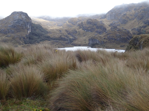 Cajas N.P.