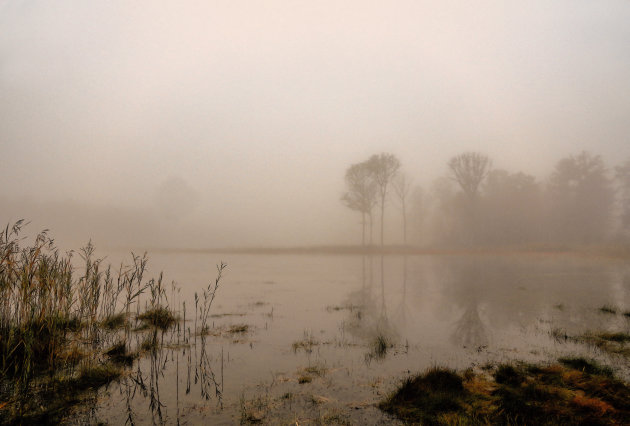 Herfst in het Weerter Bos