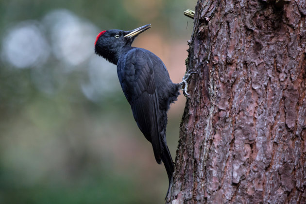 zwarte specht in Brabants bos