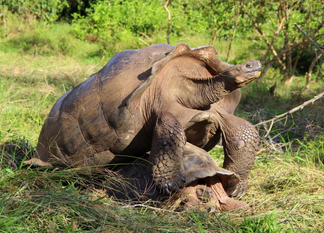 Reuzenschildpad voortplanting