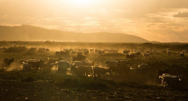 Gouden uurtje in Gobi