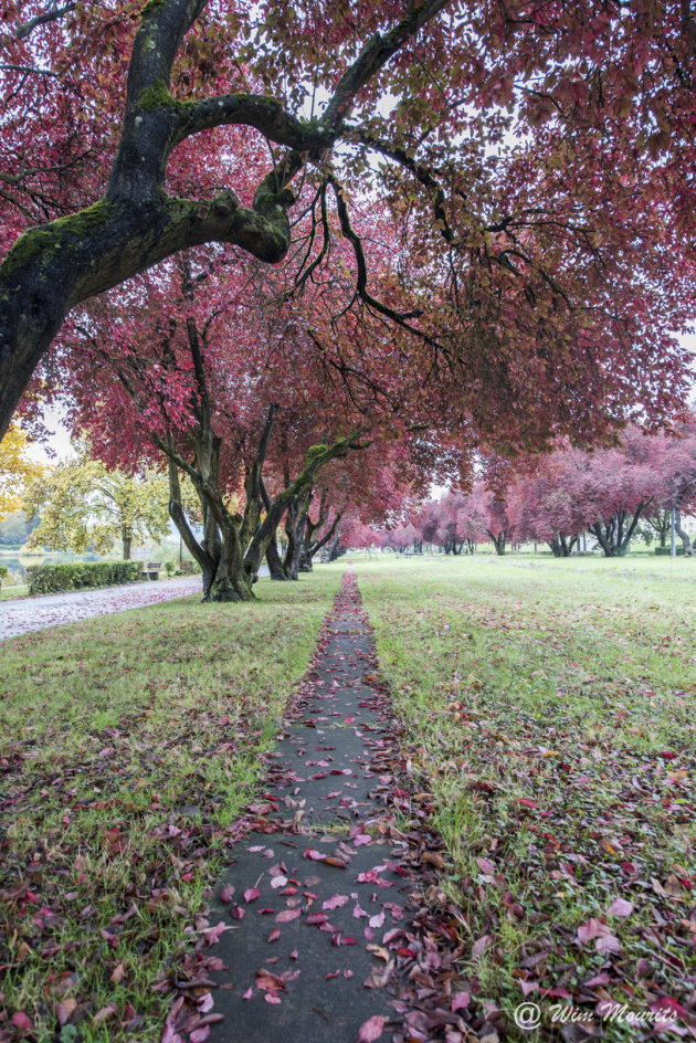 Herfstkleuren aan de Moezel