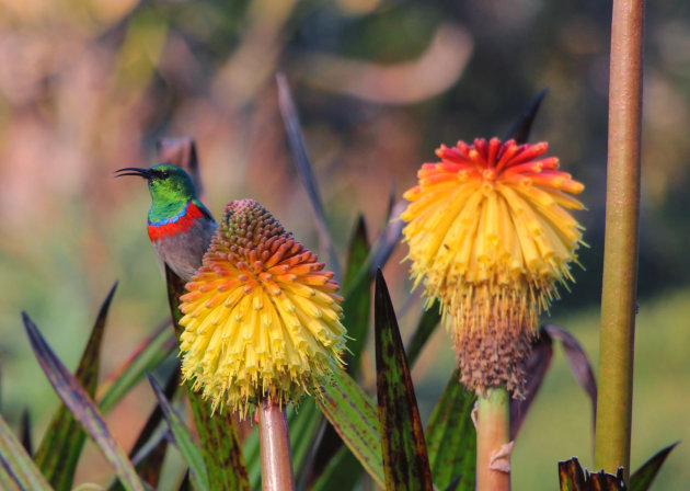 Kleurrijk Kirstenbosch