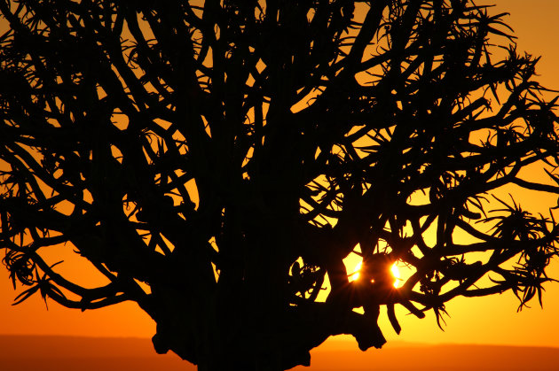 Kokerbomen bij zonsondergang