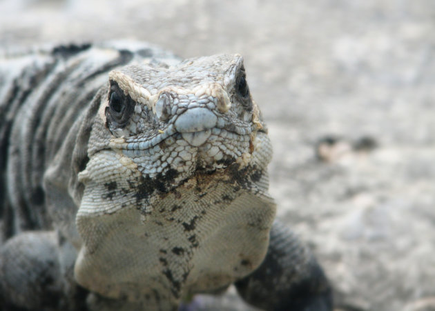 Leguanen in Tulum