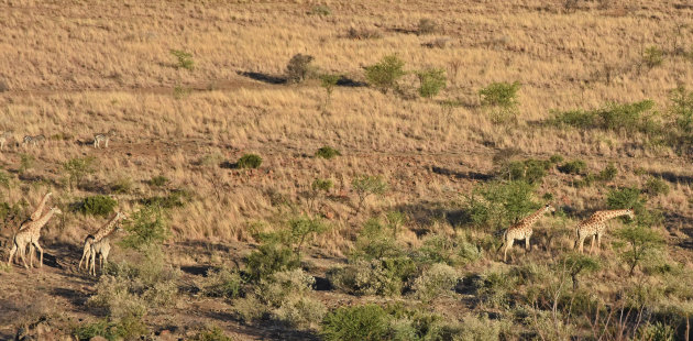 Giraffe en Zebra!