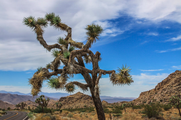 Joshua Tree