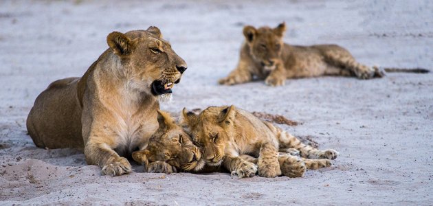 Leeuwen bij Savuti Chobe NP