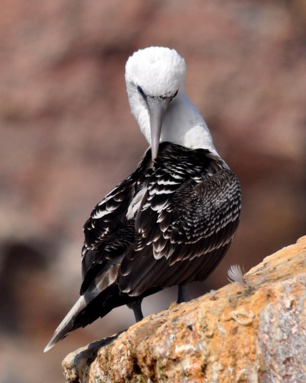 Peruvian Booby