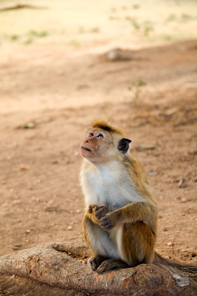 Praying for more bananas