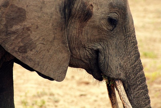 Olifant in Selous Game Park