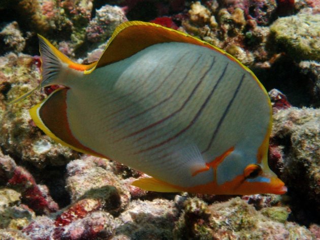 Chaetodon xanthocephalus