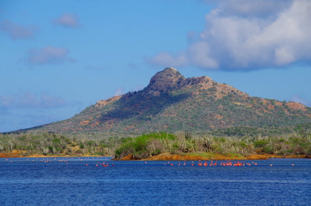 Flamingo's aan de voet van de Brandaris