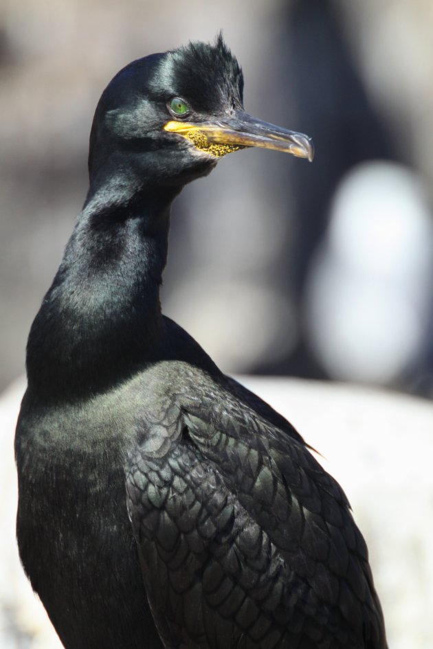 Aalscholver op de Farne Islands