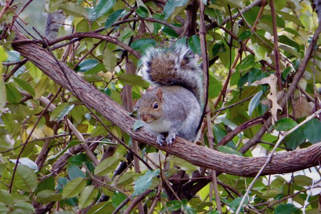 Sciurus carolinensis