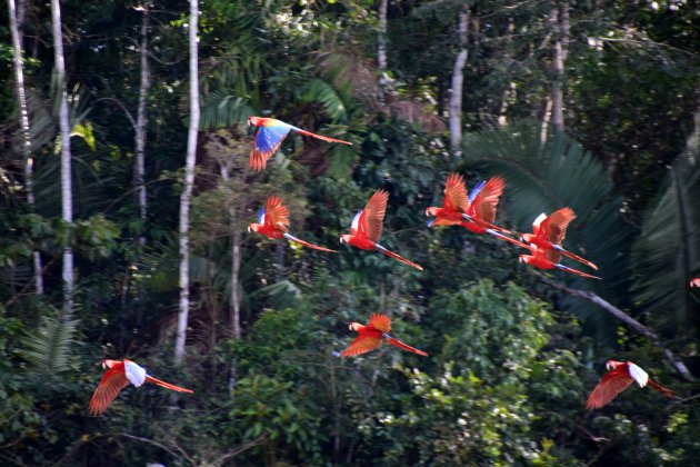 Scarlet en blue-and-yellow macaws kijken bij swerelds grootste macaw lick