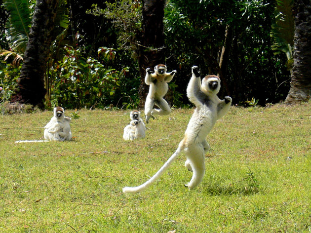 Verreaux Sifaka