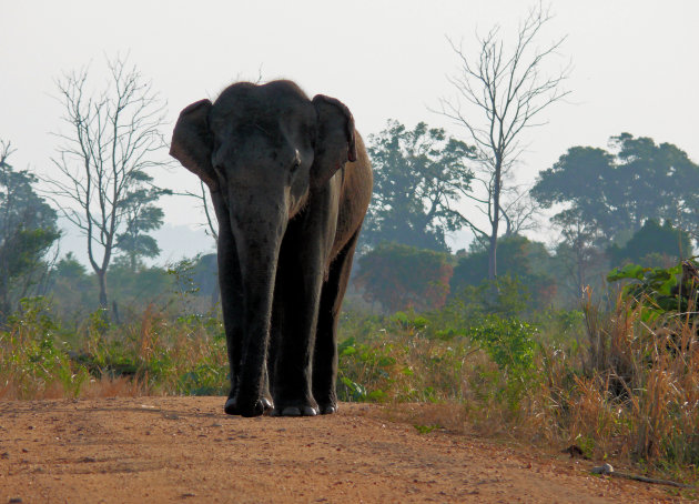 Uda Walawe Nationaal park