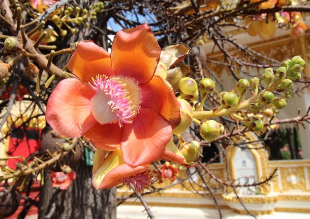 Geurende bloem - giftige vrucht